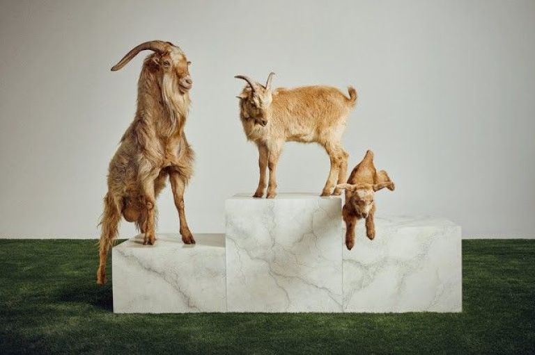 ¡Messi posó rodeado de cabras!
