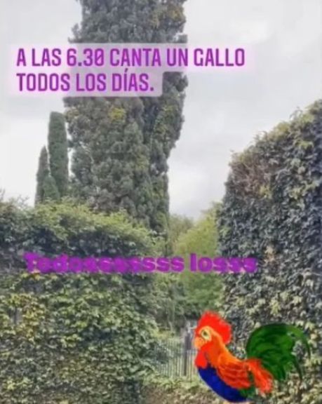 Jorge Rial estalló contra un vecino: "Tiene gallinas y gallos en el jardín"