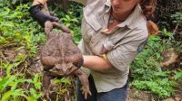 Australia: hallaron al sapo más grande del mundo y lo bautizaron como “Toadzilla”