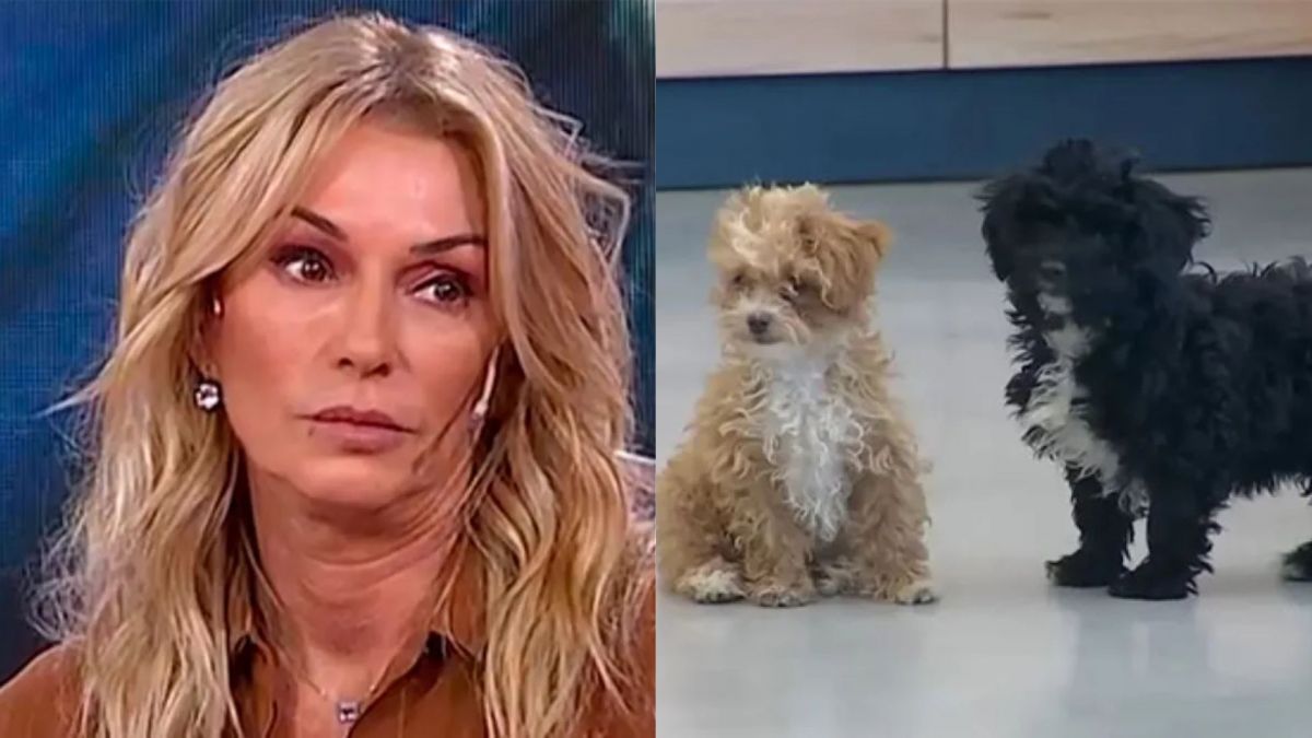 Yanina Latorre, indignada con Romina y la producción de GH por la integridad de Caramelo