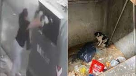 [VIDEO] Villa Luro: una mujer tiró a su perro a un contenedor de basura