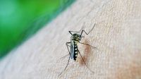 Dengue: detectan casos en 13 jurisdicciones del país y aumentan los infectados